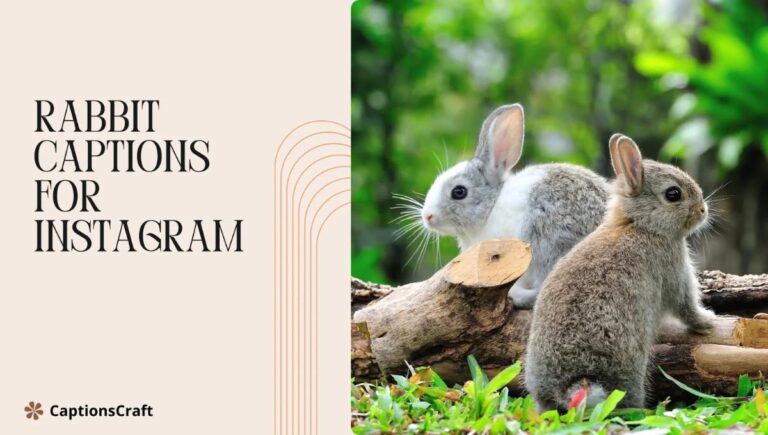 rabbit captions for instagram 1