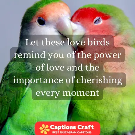 Adorable love birds Perfect companions for life