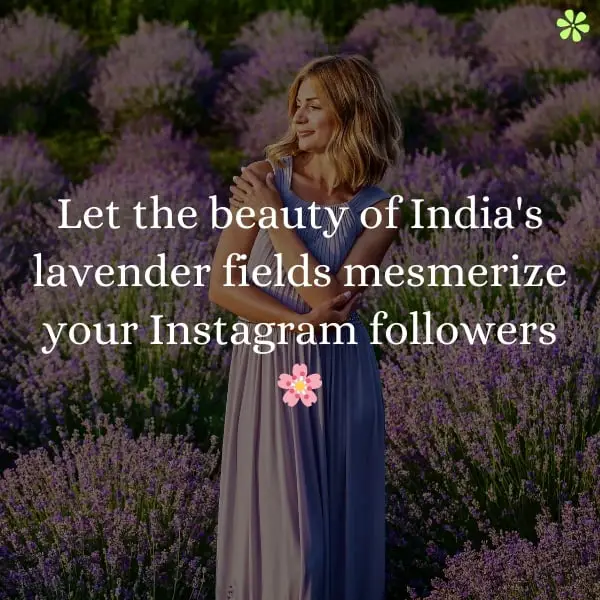 A captivating view of India's lavender fields, a perfect backdrop to showcase your Instagram followers.