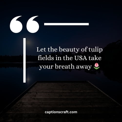 Beautiful tulip fields in the USA
