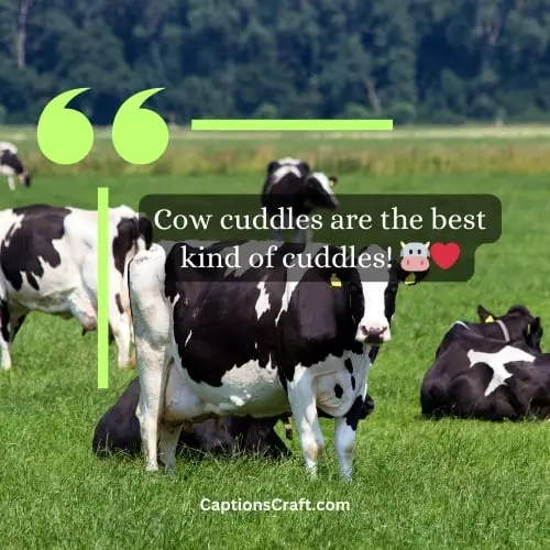 Best Cow Captions For Instagram