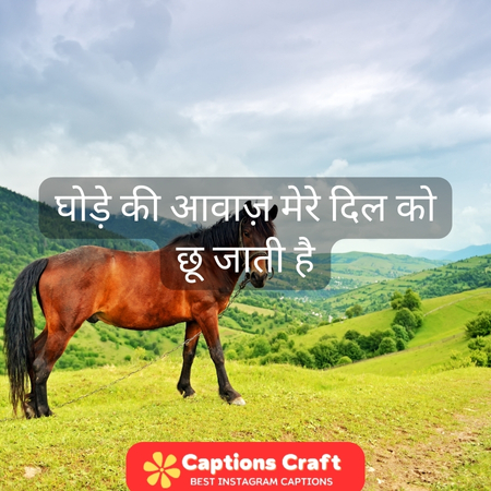 200+ Horse Captions For Instagram To Showcase Your Love For These Majestic Creatures 4 Best Hindi captions for horse lovers on Instagram