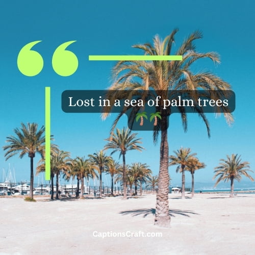 Best palm tree instagram captions