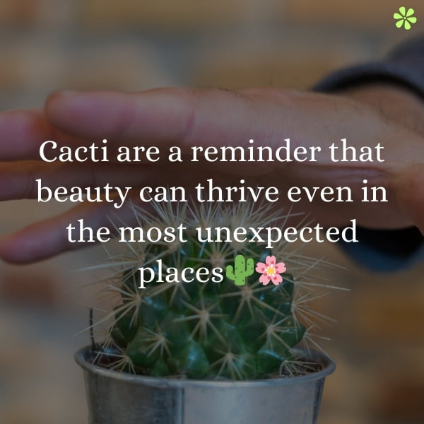 200+ Cactus Captions to Prick Up Your Instagram! 3 Captivating cactus quotes to enhance your Instagram feed