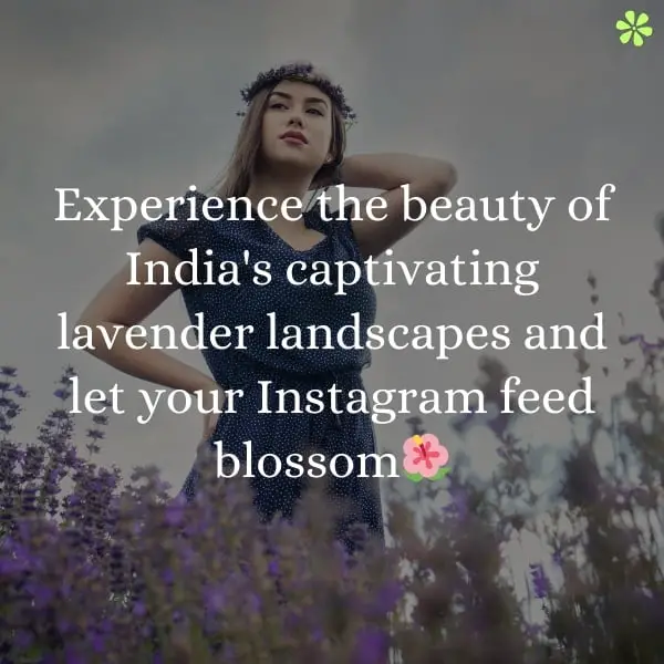 Experience India's captivating lavender landscapes and let your Instagram feed bloom with vibrant colors.