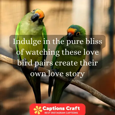 Captivating love bird duos A match made in heaven