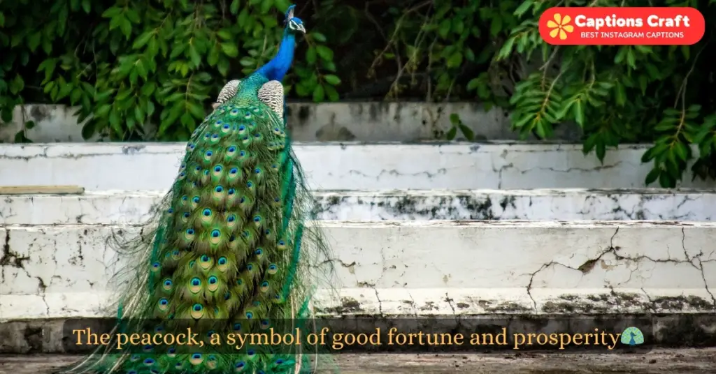 Captivating peacock quotes for Instagram