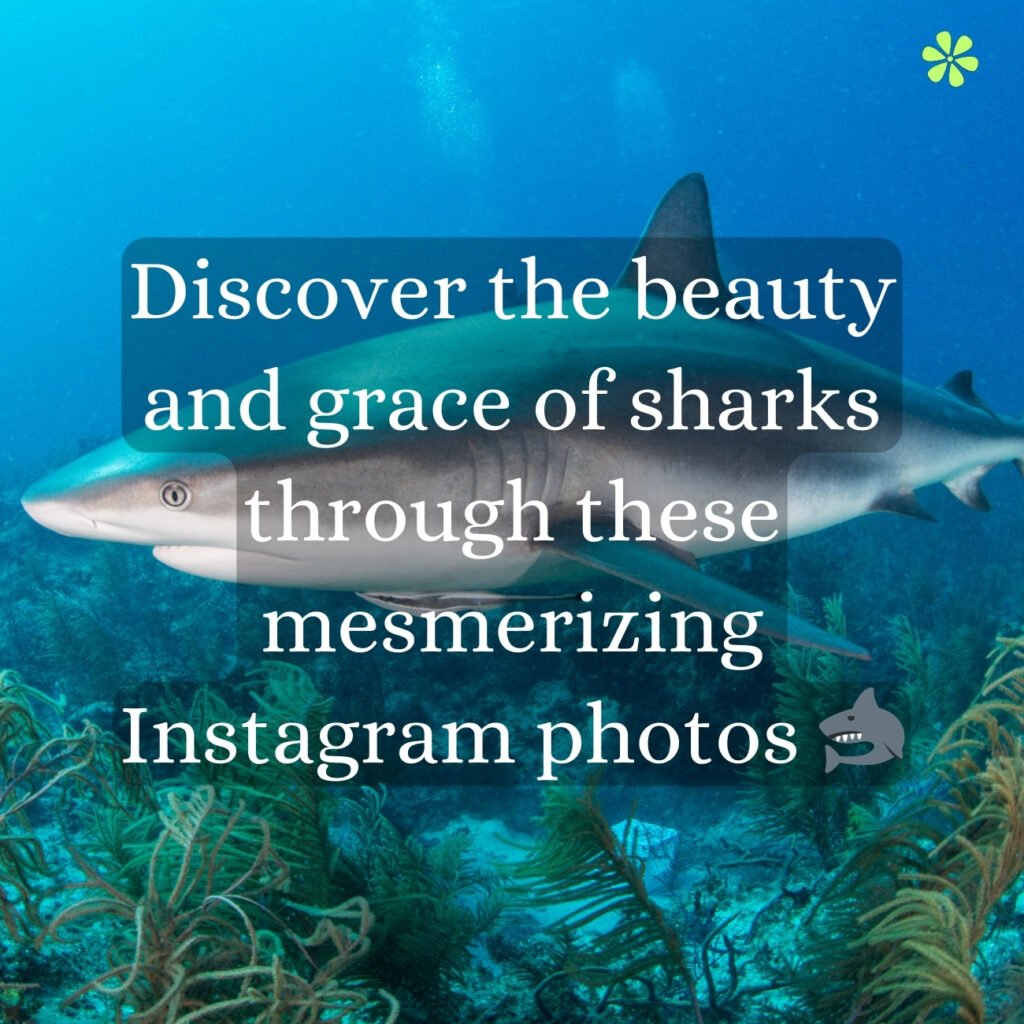 A captivating image showcasing stunning shark photography on Instagram.