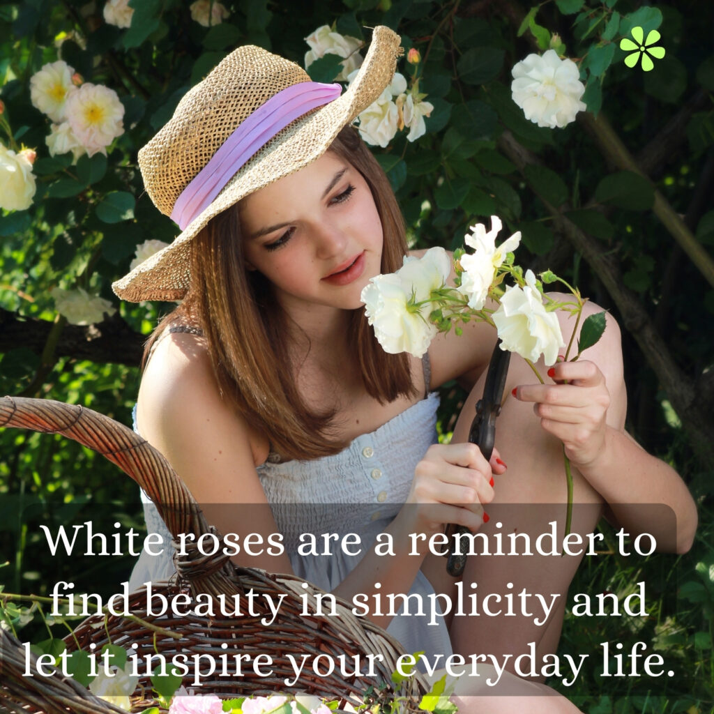 Elegant White Rose Captions to Inspire on Instagram