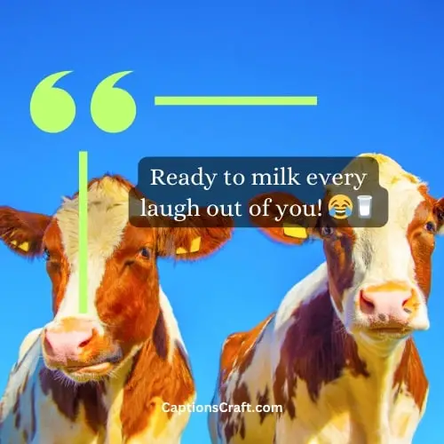Funny cow captions for Instagram