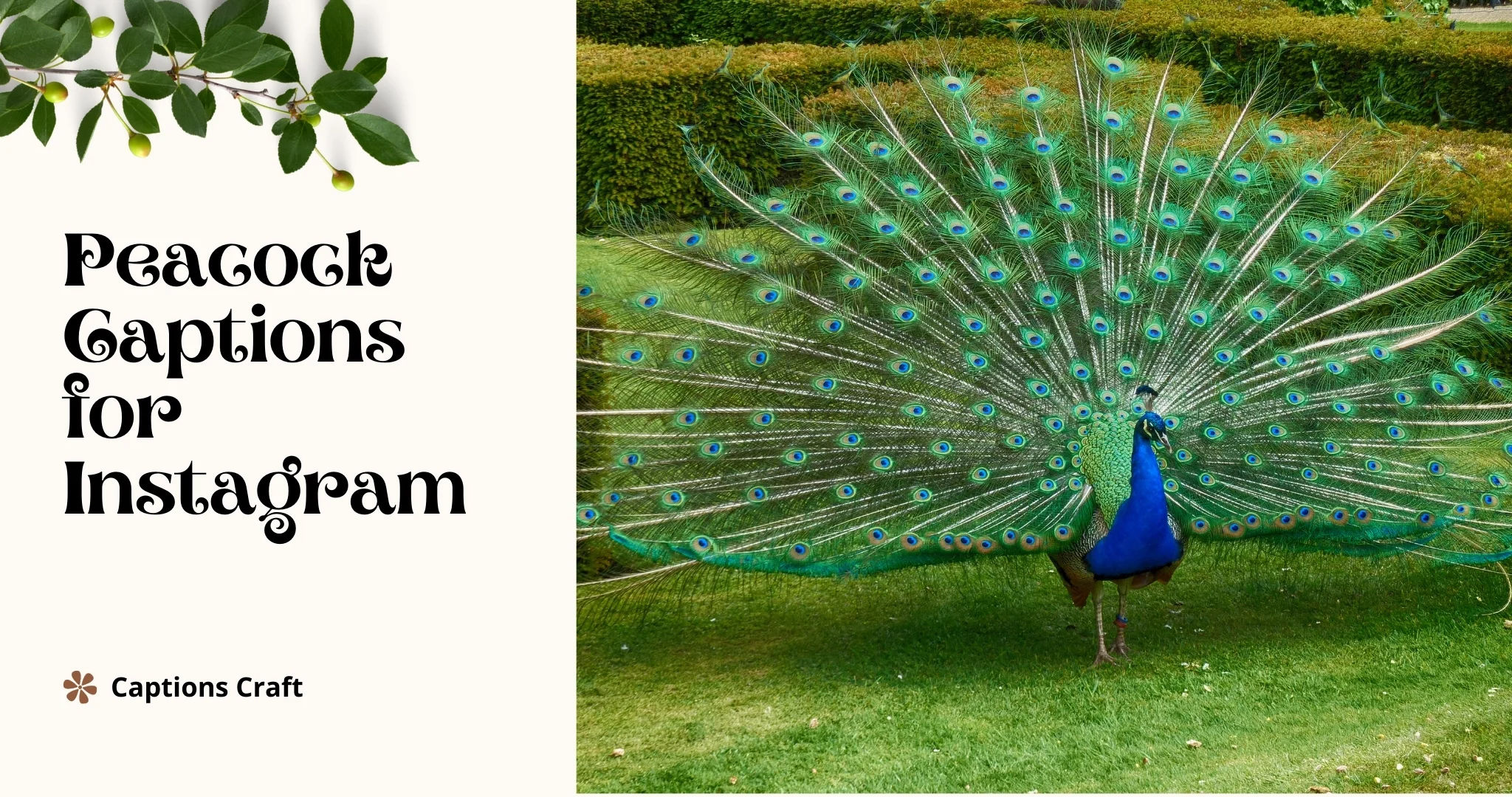A majestic peacock perched on a captain's hat, creating a captivating image for Instagram captions.