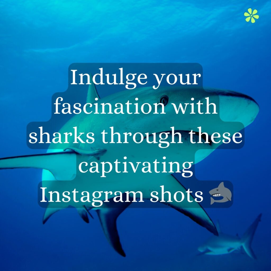 Captivating Instagram shots showcasing the allure of sharks, enticing your fascination.