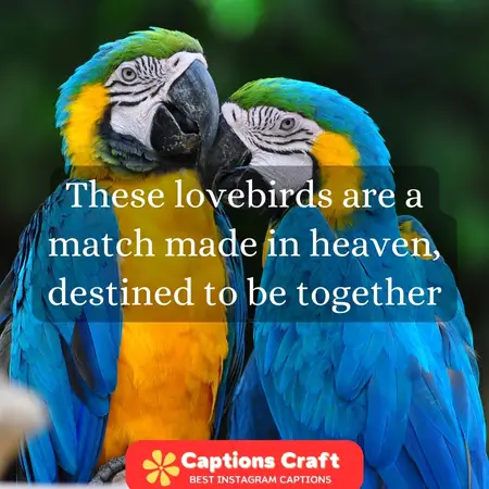 Love Birds Caption For Instagram