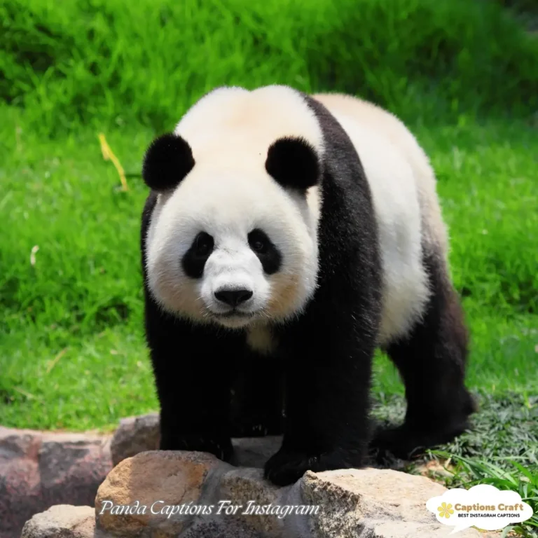 Panda Captions For Instagram