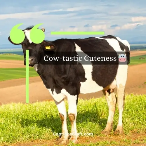 Short Cow Captions For Instagram