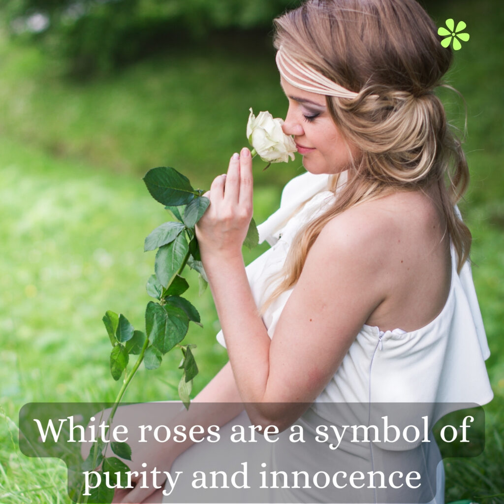 Stunning White Rose Captions for Instagram