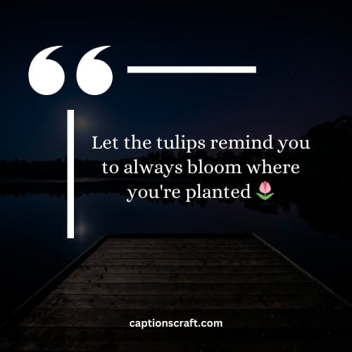 Tulips Instagram Captions