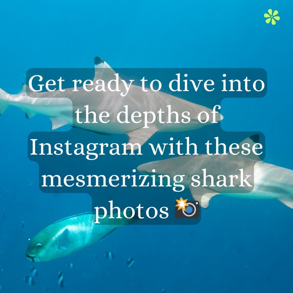 Get captivated by stunning shark photos as you plunge into the depths of Instagram. Prepare for an unforgettable dive!