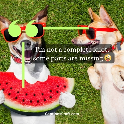 300+ Funny Captions For Instagram Pic: Hilarious Quips for Your Pics