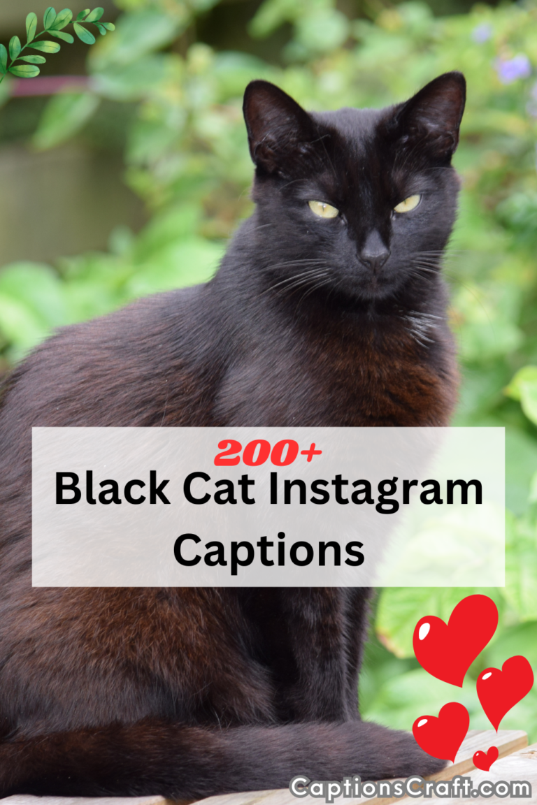 200+ Black Cat Instagram Captions: The Best Captions For Your Dark And ...