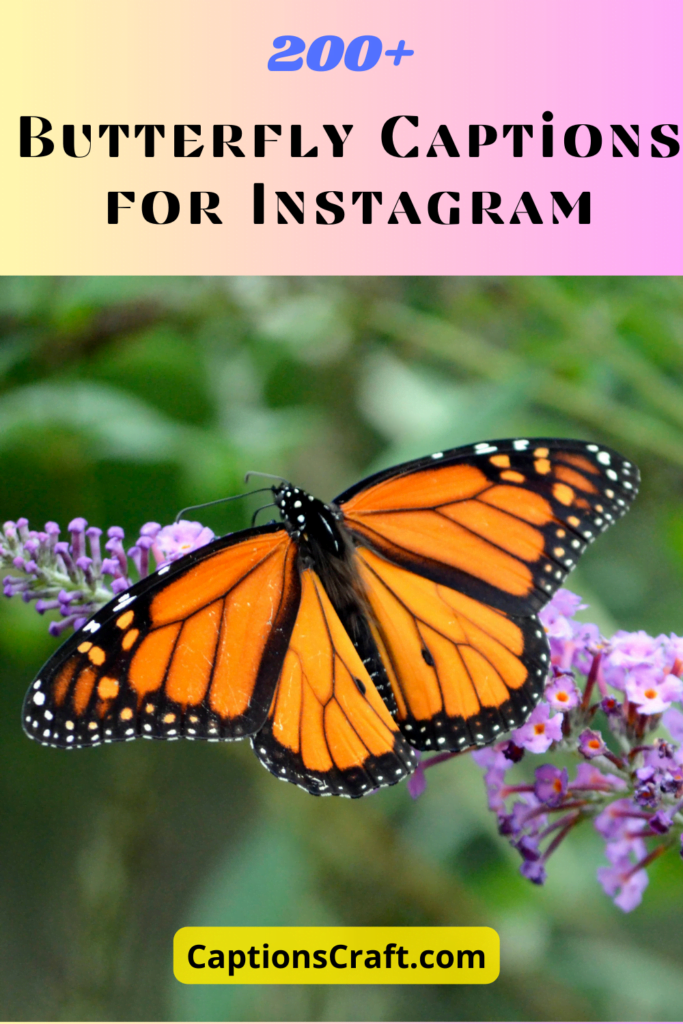 Fluttering Fantasies: 200+ Captivating Butterfly Instagram Captions! 5 Butterfly Captions For Instagram