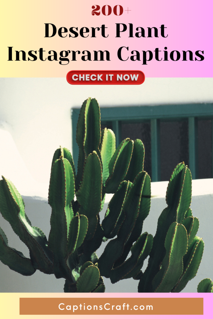 200+ Cactus Captions to Prick Up Your Instagram! 5 Cactus Instagram Captions