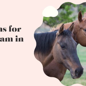 200+ Horse Captions For Instagram To Showcase Your Love For These Majestic Creatures ZZ