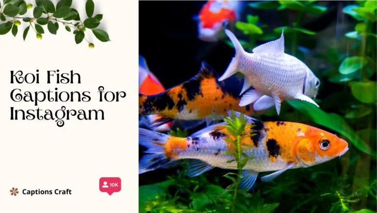 143+ Radiant Koi Fish Captions For Instagram And Quotes That Make a Splash