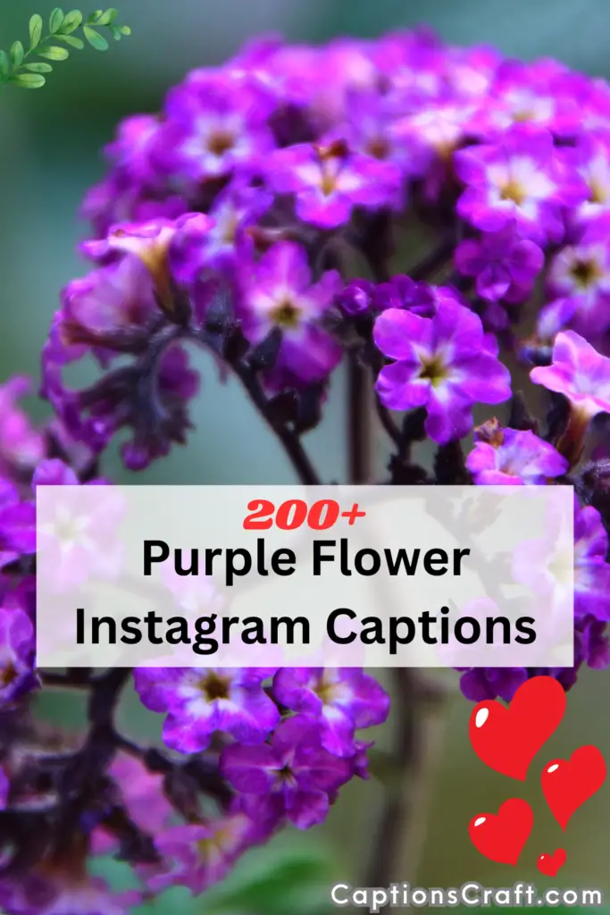 Lavender Captions for Instagram