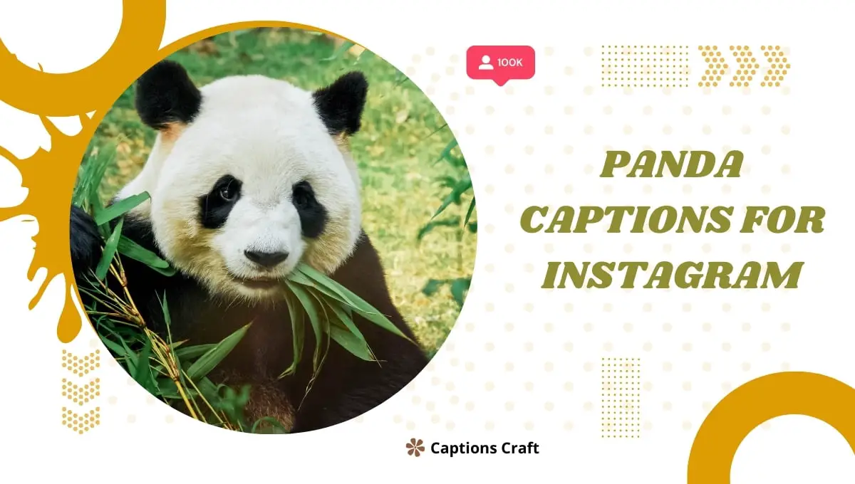 353+ Panda Captions for Instagram in 2024