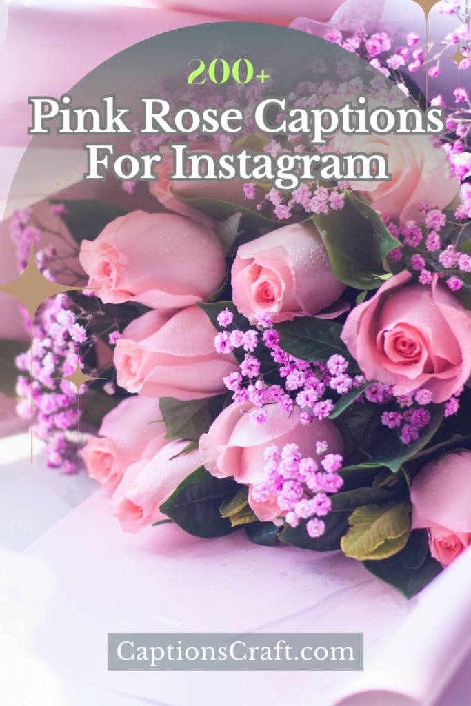 Pink Rose Captions For Instagram