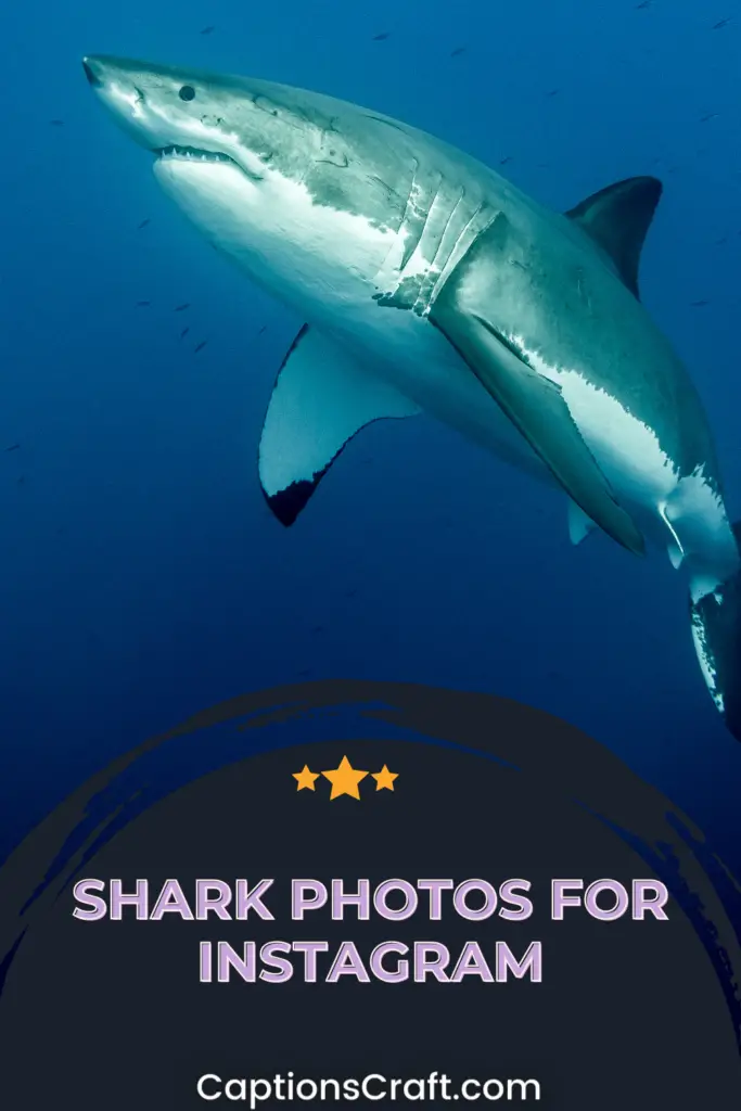 Shark Captions for Instagram
