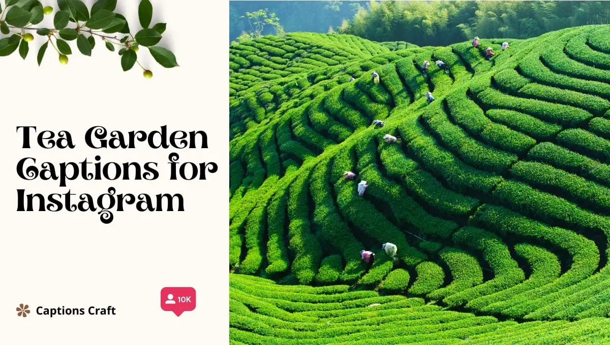 Tea garden bliss: A serene landscape of lush green tea leaves, perfect for capturing Instagram-worthy moments. #TeaGardenCaptions