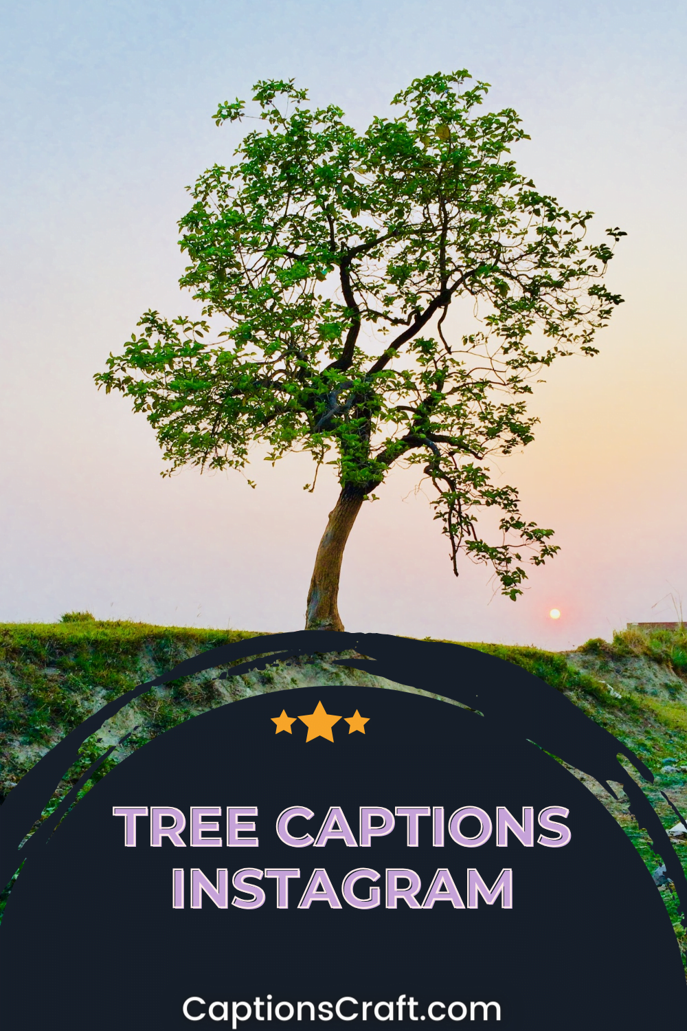 200+ Tree Captions Instagram Perfect Phrases to Complement Your Nature