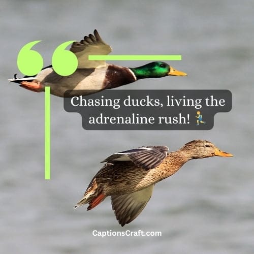 Duck Hunting Instagram Captions Top 200+ Captions for Your Waterfowl Adventures
