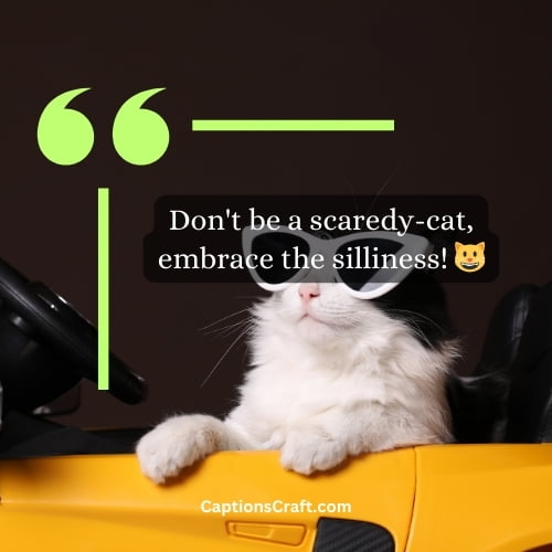Hilarious Funny Cat Instagram Captions