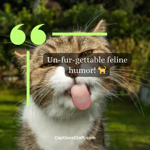 Superb Funny Cat Instagram Captions (Writers Choice)