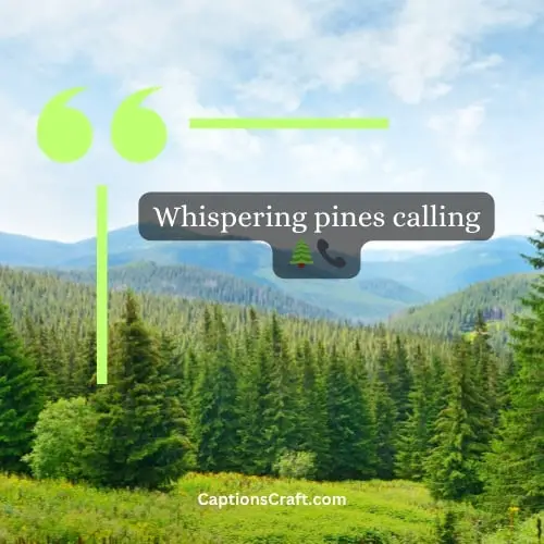 Three Word Pine Tree Captions For Instagram (Editors Pick)