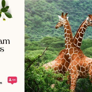 200+ Giraffe Instagram Captions to Show Off Your Tall Friend