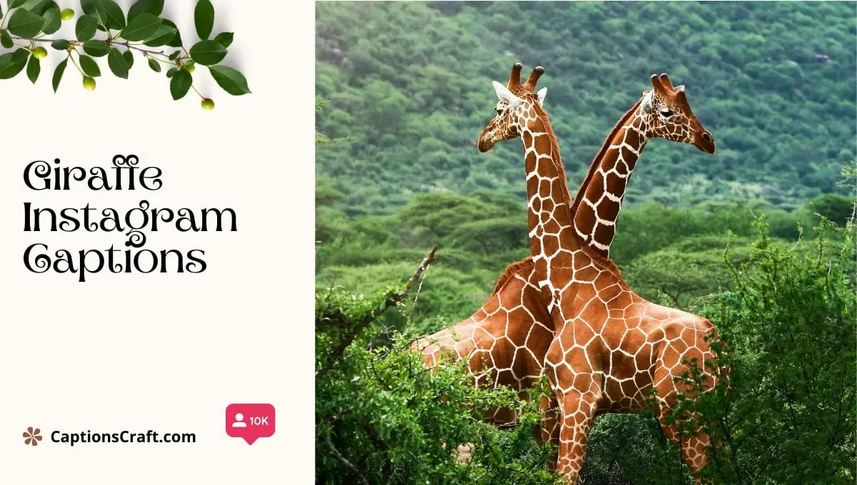 Giraffe Instagram Captions