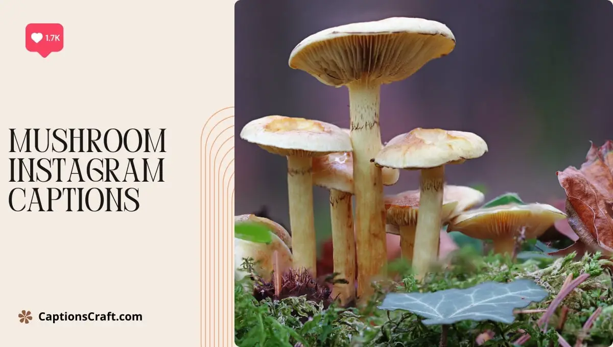 Mushroom Instagram Captions