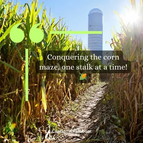 Best Corn Maze Instagram Captions