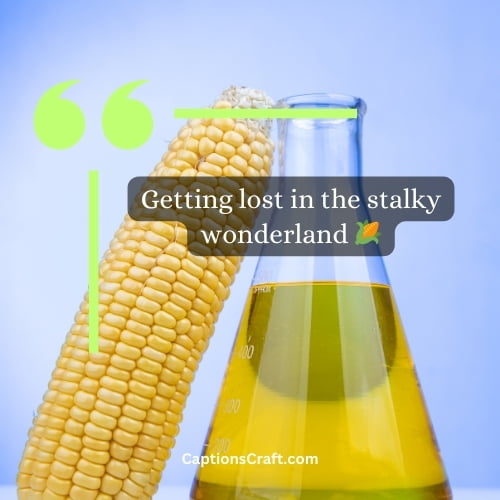 Corn Maze Captions