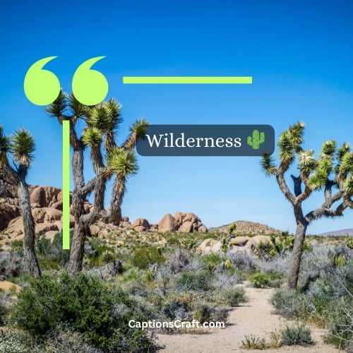 Joshua Tree Instagram Captions: 200+ Captivating Phrases To Enhance