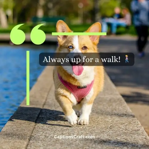 Superb Dog Captions For Instagram Pinterest (Writers Choice)