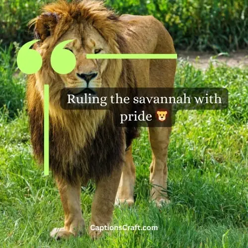 Superb Lion Instagram Captions (Writers Choice)