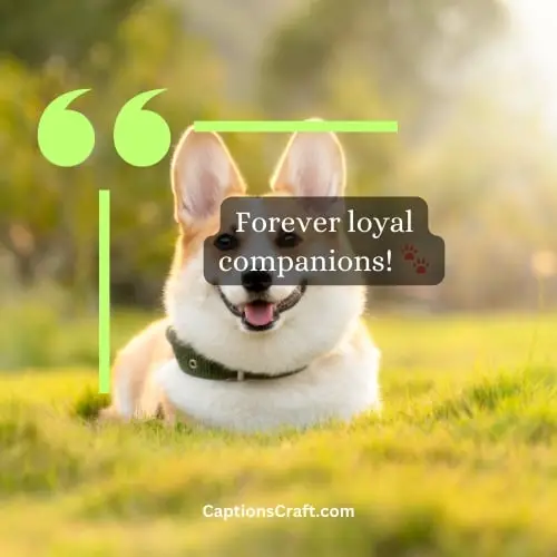 Three-word Dog Captions For Instagram Pinterest (Editors Pick)