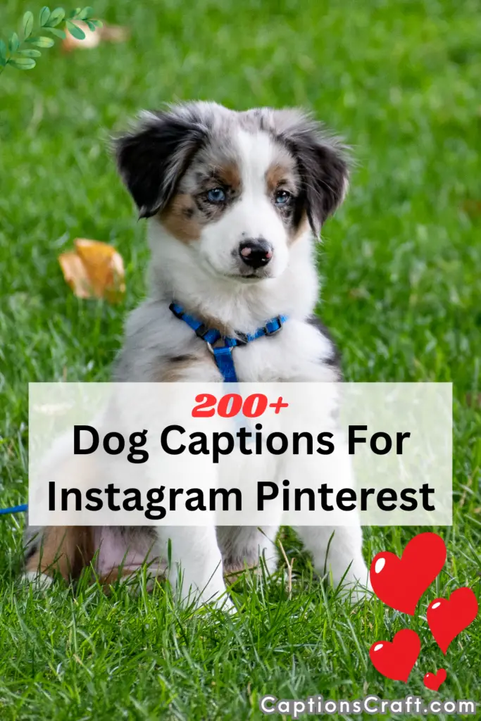 Dog Captions For Instagram Pinterest