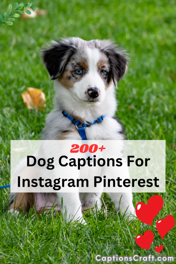 200+ Pawsome Dog Captions for Instagram Pinterest: Unleash the Canine ...