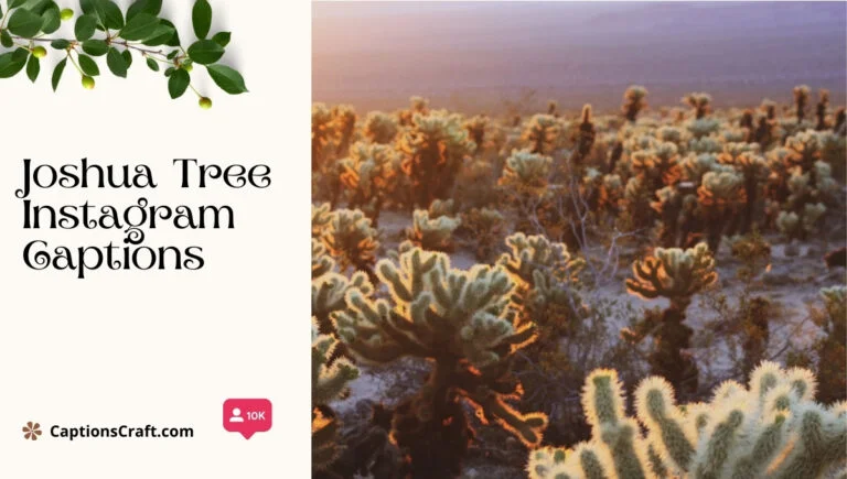 139+ Inspiring Joshua Tree Captions For Instagram And Quotes That Spark Adventure
